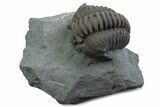 Long Curled Flexicalymene Trilobite - Mt Orab, Ohio #375292-1
